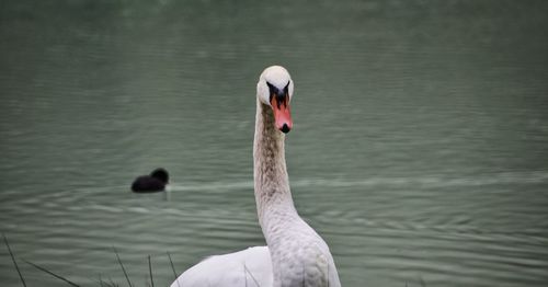 Swan swimming in lake