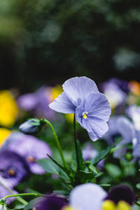 Close-up of purple flowering plant