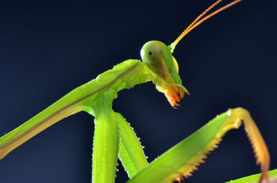 Close-up of insect on leaf against black background