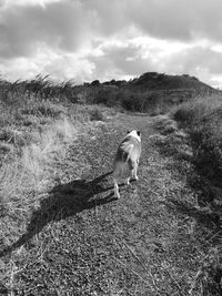 Dog on field against sky