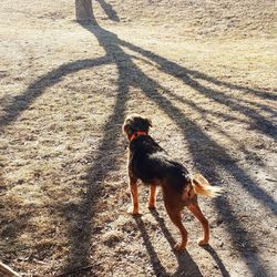 High angle view of dog standing on street