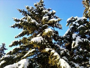 Low angle view of trees against sky