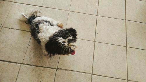 Dog on tiled floor 