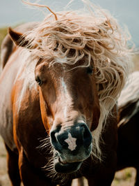 Close-up of a horse in ranch