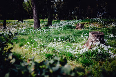 Trees growing in field