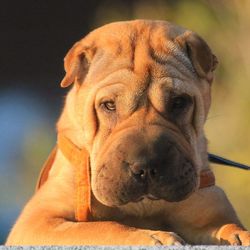 Close-up portrait of a dog