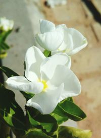 Close-up of white flower blooming outdoors