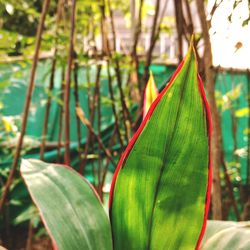 Close-up of bamboo plant