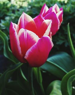 Close-up of pink flowers