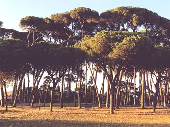 Trees on field against sky