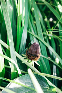 Close-up of dried plant in grass