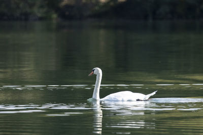 Swan floating on lake