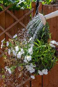 Close-up of flowering plant by fence
