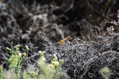 Close-up of spider on plant