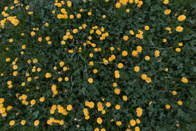 Close-up of yellow flowering plants on land