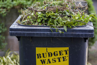 Close-up of text on plant