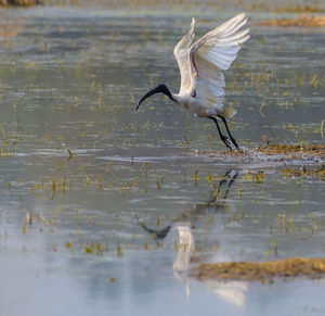 Waterbird flying over lake