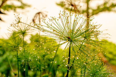 Close-up of wet plant