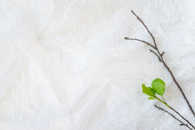 Close-up of plastic on plant