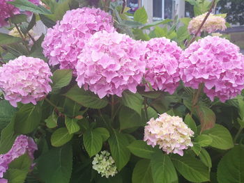 Close-up of pink hydrangea flowers