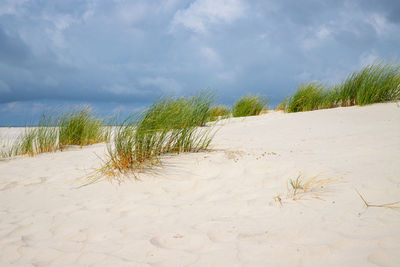 Plants growing on beach against sky