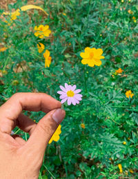 High angle view of hand holding flower against plants