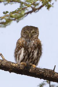 Low angle view of bird perching on tree