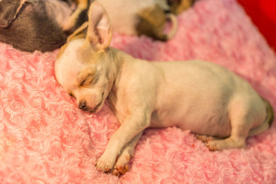 High angle view of puppy sleeping