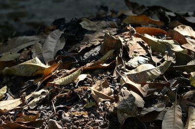 Close-up of leaves in autumn