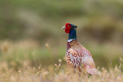 Close-up of bird on field