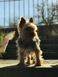 Close-up of dog outdoors