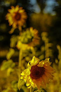 Close-up of yellow flowering plant on field