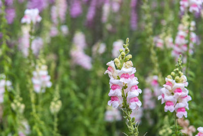 Close-up of pink flowering plant