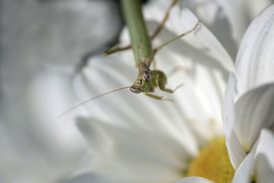 Close-up of mantis on white flowers