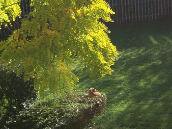 View of a reptile on a tree