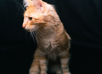 Close-up of cat looking away