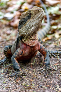 Close-up of lizard on land