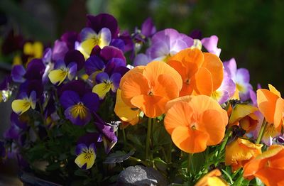 Close-up of purple flowering plants