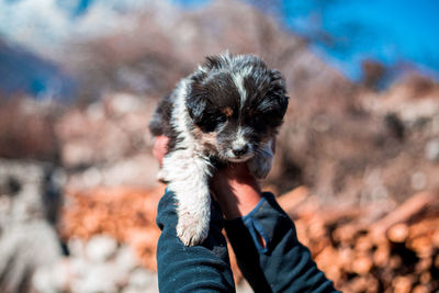 Portrait of woman holding small dog