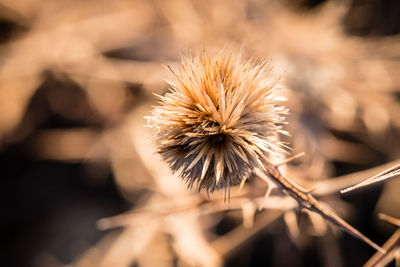 Close-up of dried plant on field