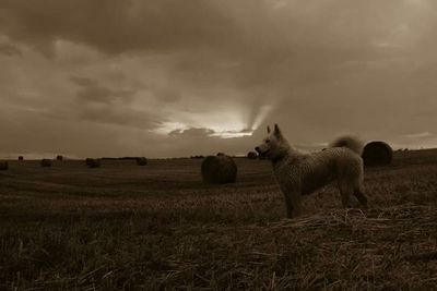 Sheep grazing on grassy field against cloudy sky