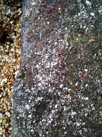 Close-up of lichen on tree trunk