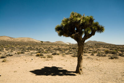 Tree on desert against clear sky