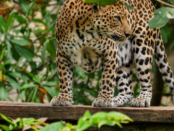 Close-up of leopard at zoo