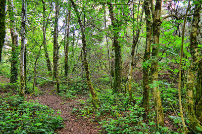 View of trees in forest