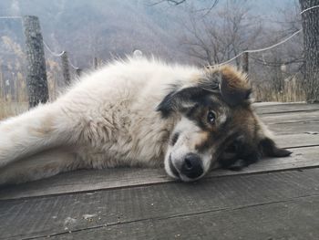 Portrait of dog resting