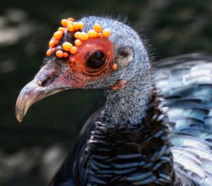 Close-up of bird