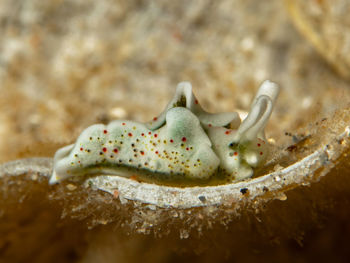 Close-up of crab in sea