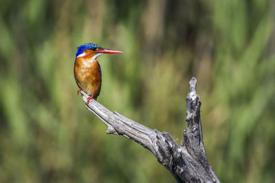 Close-up of bird perching on branch