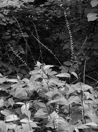 Leaves in pond